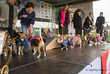 Módní přehlídka oblečků pro psy For My Dogs