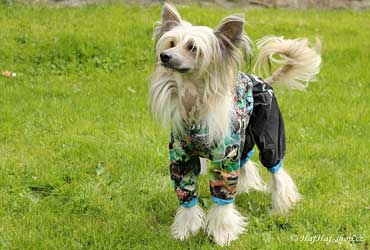 Fotogalerie 3/5 – pláštěnky pro psy