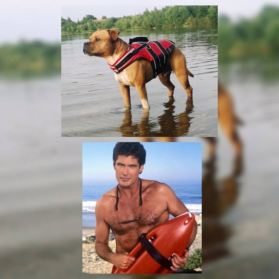 Plovací vesty pro psy