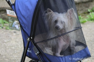 FOTO – Golfky pro psy od PET GEAR jsou vůbec tím nejskladnějším kočárkem pro psy na trhu. Jsou ideální pro štěňata a nejmenší psí plemena do 7 kg váhy (5).