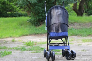 FOTO – Golfky pro psy od PET GEAR jsou vůbec tím nejskladnějším kočárkem pro psy na trhu. Jsou ideální pro štěňata a nejmenší psí plemena do 7 kg váhy.