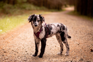  Univerzální, plně nastavitelný postroj Non-stop Dogwear RAMBLE vhodný i pro štěňata, fialový