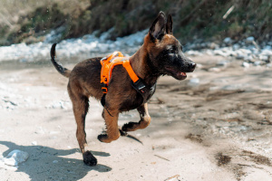  Univerzální, plně nastavitelný postroj Non-stop Dogwear RAMBLE vhodný i pro štěňata, oranžový