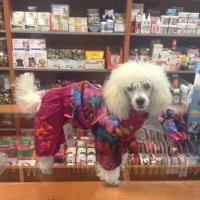 FOTO zákazníků – obleček pro fenky malých až středních plemen – lehoučká pláštěnka FLOWERS PINK od For My Dogs.