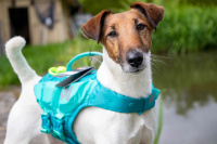  Plovací vesta pro psy Non-stop Dogwear je kvalitní a funkční plovací vesta, která nastavuje nový standard plovacích pomůcek pro psy (7)