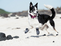   Boty pro psy HURTTA Outback Boots dokonale ochrání tlapky vašich psů před mrazem, vodou a drsným terénem při outdoorových aktivitách i procházkách ve městě. Barva černá. (6)