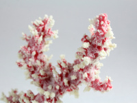 Umělá dekorace do akvária – korál. Přirozený vzhled, stabilní základna. Výška 16 cm. (3)