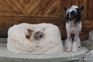 FOTO – Huňatý pelíšek pro psy i kočky od I LOVE PETS – měkké bočnice, vyjímatelný polštář, materiál luxusní soft fleece s dlouhým vlasem (2).