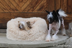 FOTO – Huňatý pelíšek pro psy i kočky od I LOVE PETS – měkké bočnice, vyjímatelný polštář, materiál luxusní soft fleece s dlouhým vlasem (4).