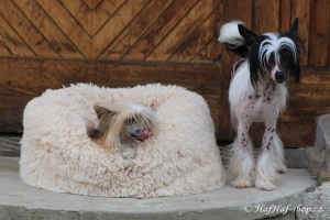 FOTO – Huňatý pelíšek pro psy i kočky od I LOVE PETS – měkké bočnice, vyjímatelný polštář, materiál luxusní soft fleece s dlouhým vlasem.