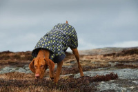  Outdoorový zimní obleček pro psy HURTTA GO PARKA (2)