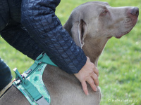    Ergonomický nastavitelný postroj pro psy HURTTA z měkkého prodyšného polyesteru se zvýšenou odolností vůči povětrnostním vlivům. Barva zelená, vzor Park CAMO. (FOTO 9)