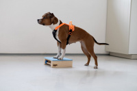  LOYPE TARGET HAMTAL – výcviková pomůcka pro dogdancing, obedience, dogfitness