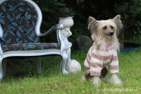 FOTO – Obleček pro psy i fenky – mikina z měkoučké pleteniny (3)