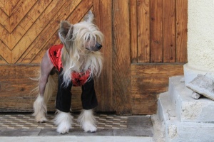 FOTO – Obleček pro psy i fenky – teplá mikina s velurovými rukávy a kapucí, černo-červená (3)