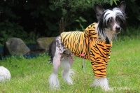 FOTO – Obleček pro psy i fenky – mikina s tygřím vzorem