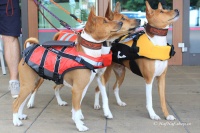 Plovací vesta pro psy Non-stop Dogwear je kvalitní a funkční plovací vesta, která neomezuje v pohybu. Používá materiály z nejmodernějších plovacích vest určených pro lidi (4).