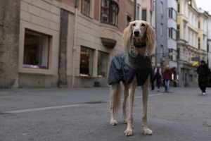  Nepromokavá zimní bunda Non-stop dogwear Glacier wool jacket 2.0 v zeleno-šedé kombinaci spojuje špičkovou izolaci Ultron & PrimaLoft® s podšívkou ze 100% merino vlny (5)