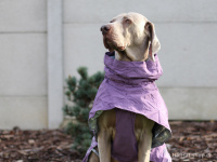  Outdoorová pláštěnka pro psy pro dokonalou ochranu před deštěm a sychravým počasím. Voděodolný a nešustivý materiál, reflexní foliová podšívka, 3M reflexní prvky. Barva fialová. (FOTO)