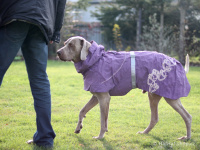   Outdoorová pláštěnka pro psy pro dokonalou ochranu před deštěm a sychravým počasím. Voděodolný a nešustivý materiál, reflexní foliová podšívka, 3M reflexní prvky. Barva fialová. (FOTO 5)