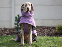  Outdoorová pláštěnka pro psy pro dokonalou ochranu před deštěm a sychravým počasím. Voděodolný a nešustivý materiál, reflexní foliová podšívka, 3M reflexní prvky. Barva fialová.