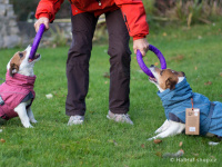   Outdoorový zimní obleček pro psy pro jejich dokonalý teplotní a pocitový komfort. Voděodolný a snadno udržovatelný materiál, termoizolační podšívka, 3M reflexní prvky. Barva modrá (FOTO 4).