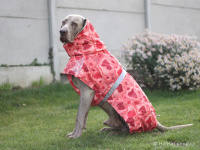  Extra zateplený outdoorový zimní obleček pro psy HURTTA. Voděodolný a snadno udržovatelný materiál, termoizolační folie udržující teplo, 3M reflexní prvky. Barva červená, vzor CORAL CAMO. (FOTO)