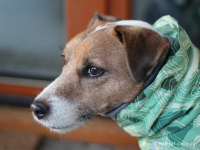   Extra zateplený outdoorový zimní obleček pro psy HURTTA. Voděodolný a snadno udržovatelný materiál, termoizolační folie udržující teplo, 3M reflexní prvky. Barva zelená, vzor PARK CAMO. (FOTO 2)