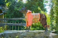 Obleček pro psy i fenky – lehký overal od For My Dogs zdobený barevnými hvězdami (3)