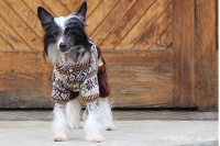 FOTO – Obleček pro psy i fenky – hnědý overal z měkké pleteniny (8)
