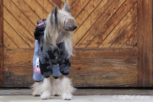 FOTO – Obleček pro psy i fenky – šedý overal s hvězdami