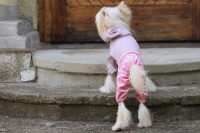 FOTO – Obleček pro psy i fenky – lehoučký pletený overal z veluru (3)