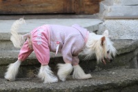 FOTO – Obleček pro psy i fenky – lehoučký pletený overal z veluru (4)