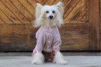 FOTO – Obleček pro psy i fenky – lehoučký pletený overal z veluru (5)