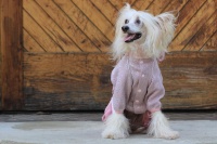 FOTO – Obleček pro psy i fenky – lehoučký pletený overal z veluru (6)