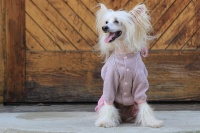 FOTO – Obleček pro psy i fenky – lehoučký pletený overal z veluru (7)