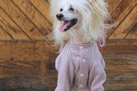 FOTO – Obleček pro psy i fenky – lehoučký pletený overal z veluru (8)