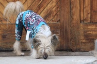 FOTO – Obleček pro psy i fenky – lehký overal LEO BLUE (3)