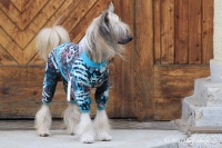 FOTO – Obleček pro psy i fenky – lehký overal LEO BLUE (4)