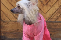 FOTO – Obleček pro psy i fenky – růžový jednovrstvý overal FMD (3)