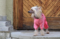 FOTO – Obleček pro psy i fenky – růžový jednovrstvý overal FMD (2)