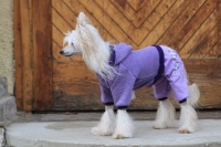 FOTO – Obleček pro psy i fenky – fialový jednovrstvý overal (2)