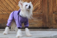 FOTO – Obleček pro psy i fenky – fialový jednovrstvý overal (7)