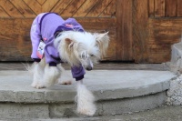 FOTO – Obleček pro psy i fenky – fialový jednovrstvý overal (8)