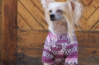 FOTO – Obleček pro psy i fenky – fialový overal z měkoučké pleteniny (3)