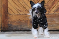 FOTO – Černý overal pro psy i fenky z měkoučkého flísu (2)