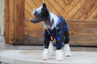 FOTO – Obleček pro psy i fenky – overal TIGER BLACK (4)