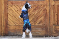 FOTO – Obleček pro psy i fenky – overal TIGER BLACK (6)