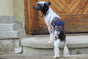 FOTO – Hygienický pás pro psy, který znemožňuje značkování a páření (3)