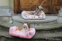 FOTO – Plyšový pelíšek pro psy od For My Dogs. Měkoučké bočnice, nadýchaný vyjímatelný polštář, celý pelíšek je vyrobený z plyšového flísu. Barva růžová (3).